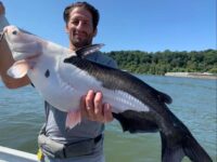 Le poisson-chat blanc apparaît plus souvent dans les eaux du Tennessee