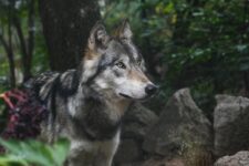 Une nouvelle étude révèle que les loups déménageront les nouveau-nés pour suivre les proies